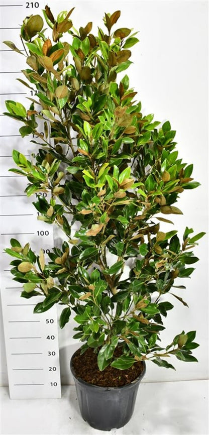 Städsegrön magnolia – Magnolia grandiflora &