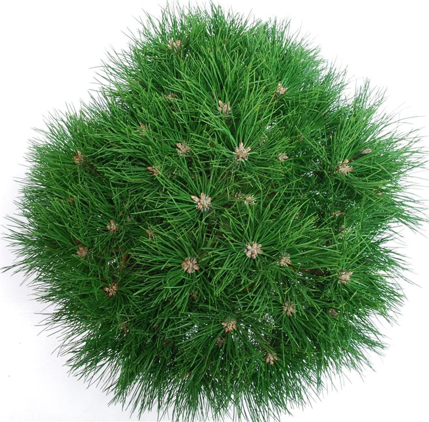 Svarttall – Pinus nigra &