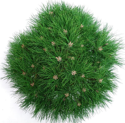 Svarttall – Pinus nigra &