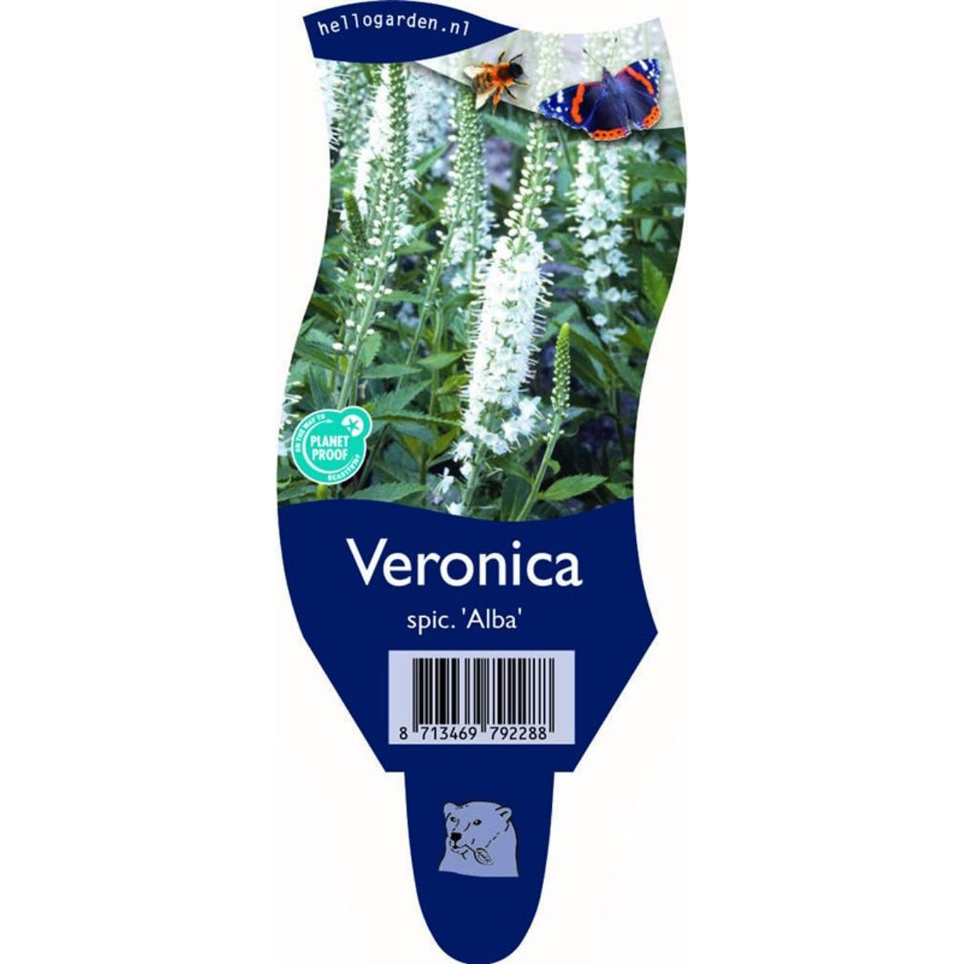 Schmidt-veronika – Veronica schmidtiana 'Alba' - P11