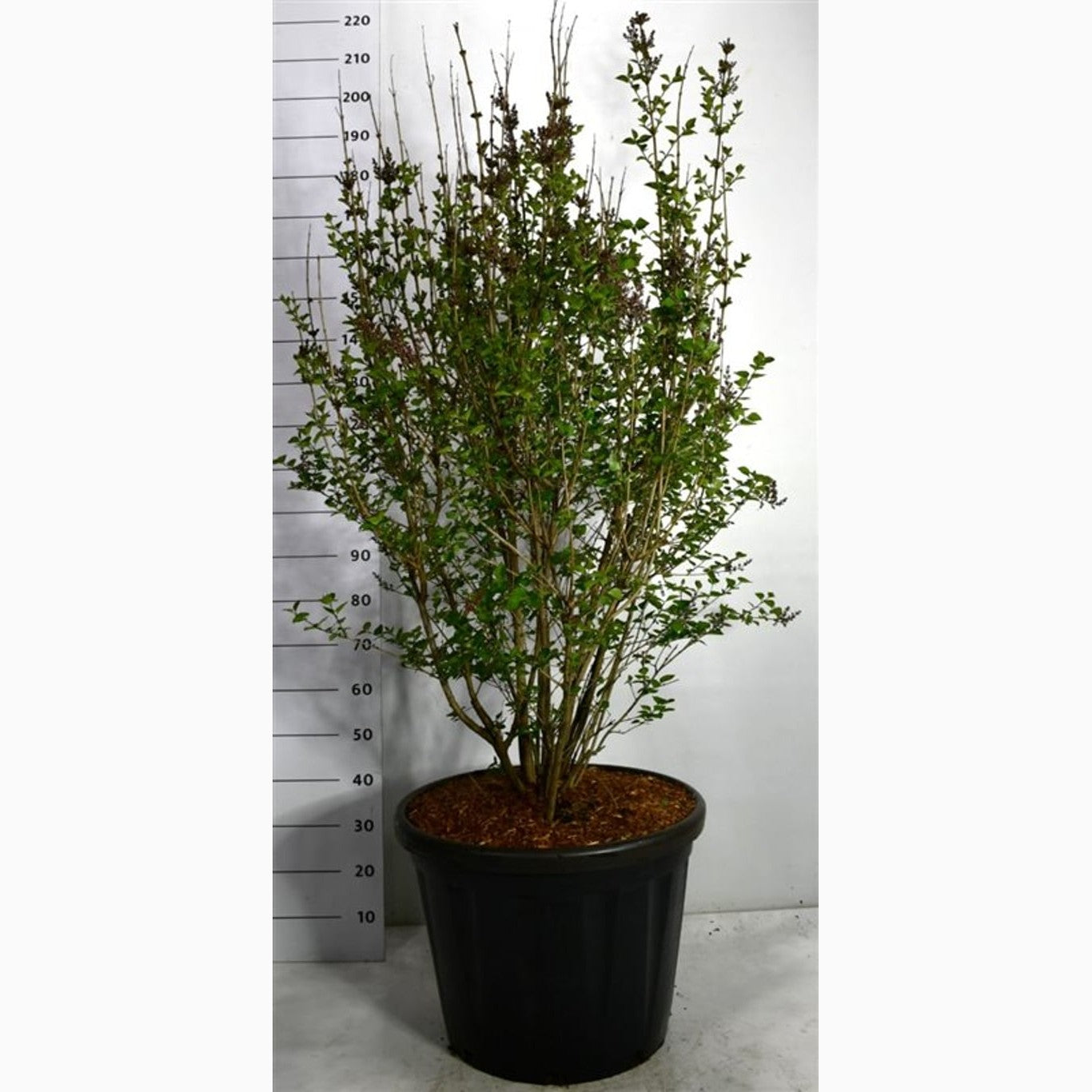 Syren – Syringa 'Josée' - C80 125-150 CM