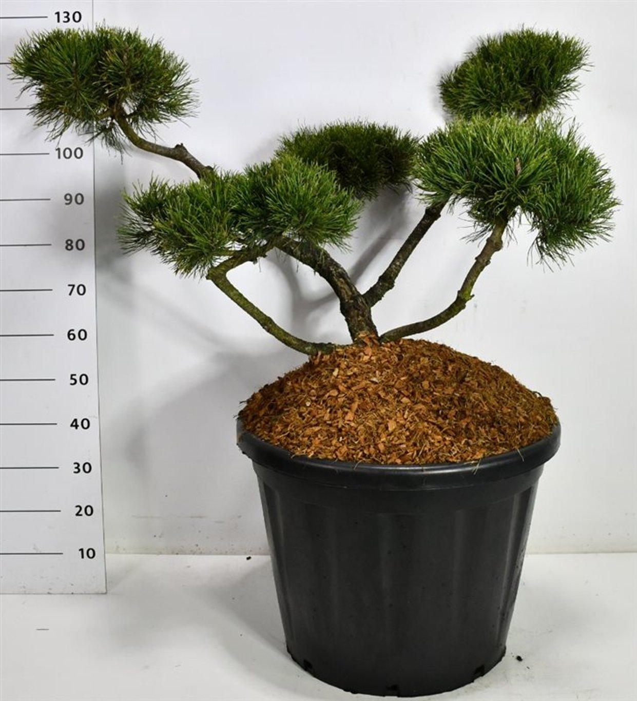 Bergtall – Pinus mugo &