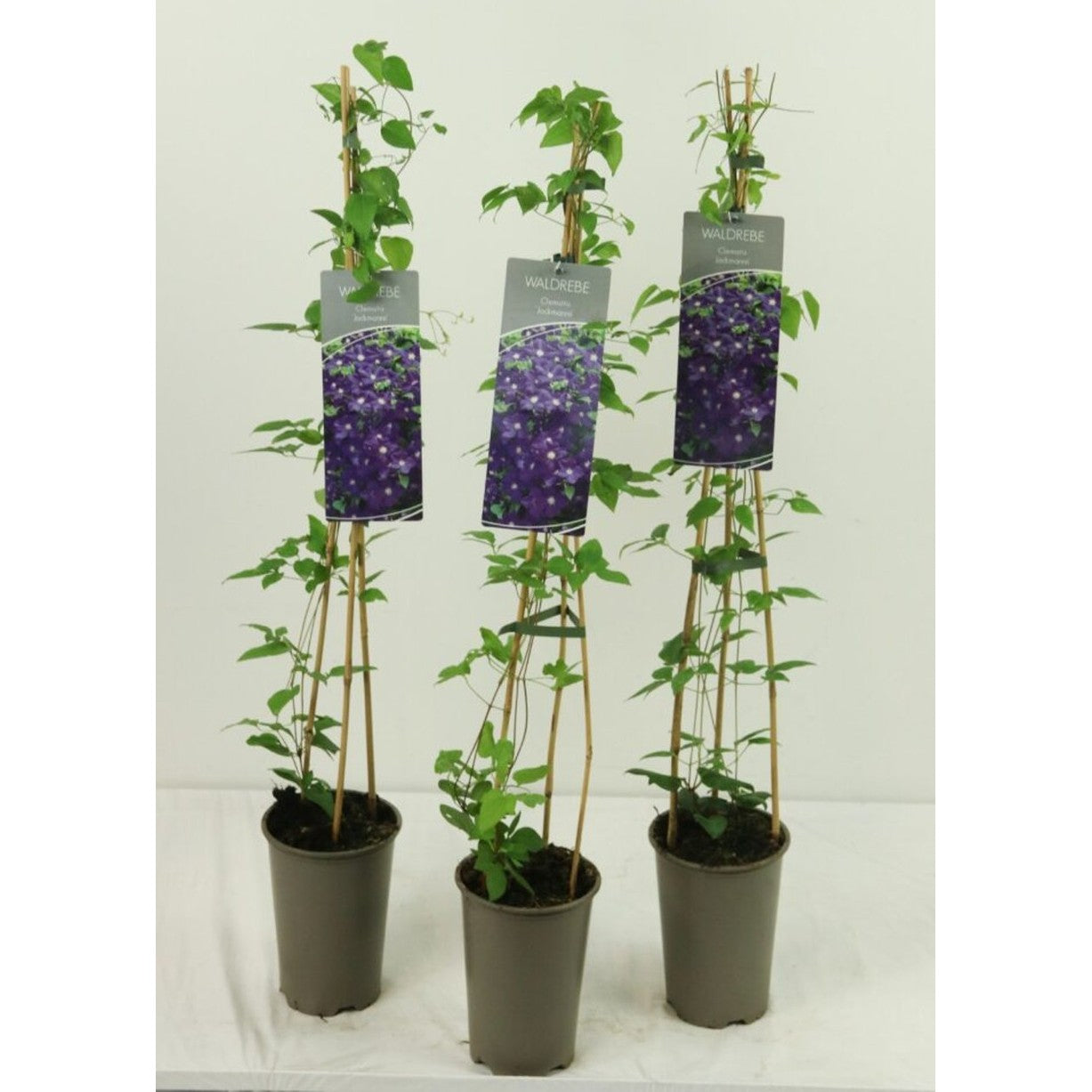 Klematis – Clematis 'Jackmanii' - C2 60-80 CM Stick