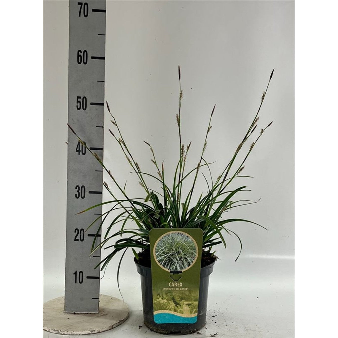 Starr – Carex morrowii &