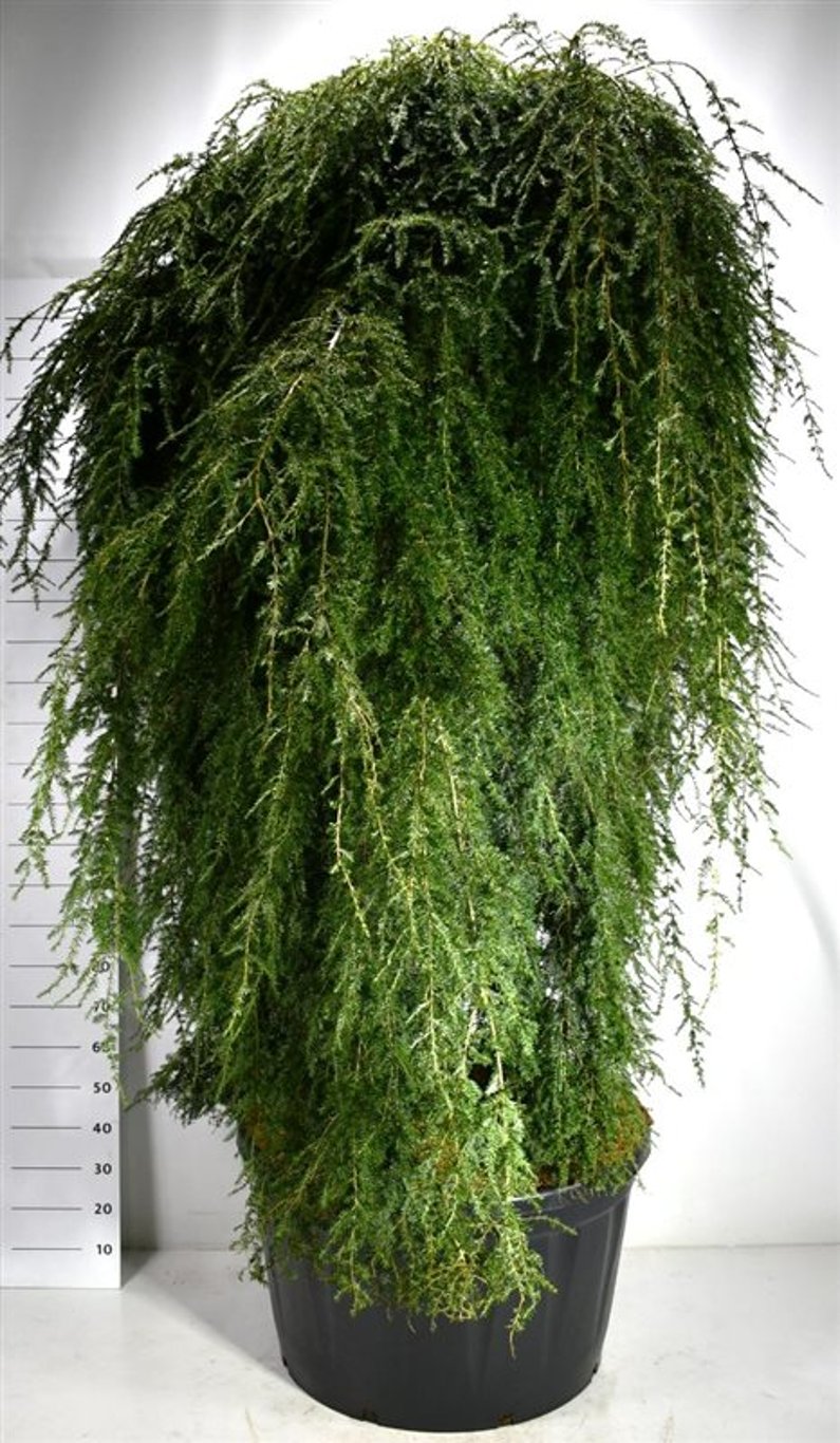 Hemlock – Tsuga canadensis &