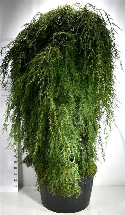 Hemlock – Tsuga canadensis &