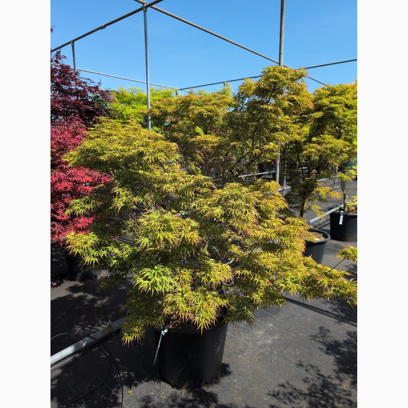 Japansk lönn – Acer pal. 'Kamagata' - C70 150-175 CM