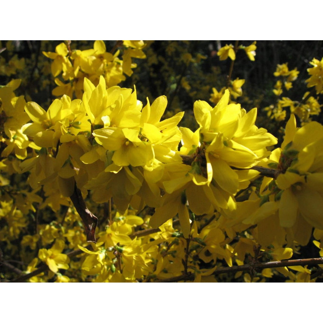 Forsythia – Forsythia intermedia &