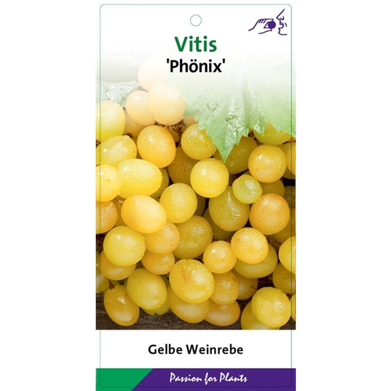 Vinranka – Vitis 'Phönix' - C2 60-80 CM Stick