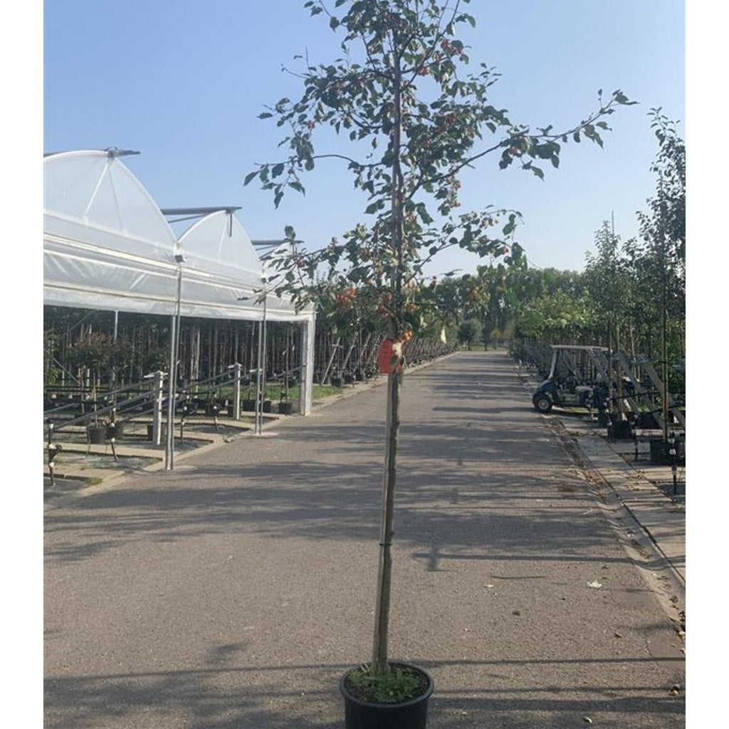 Mandevilla – Mandevilla 'Ruby Star' - 110 CM Stem C10