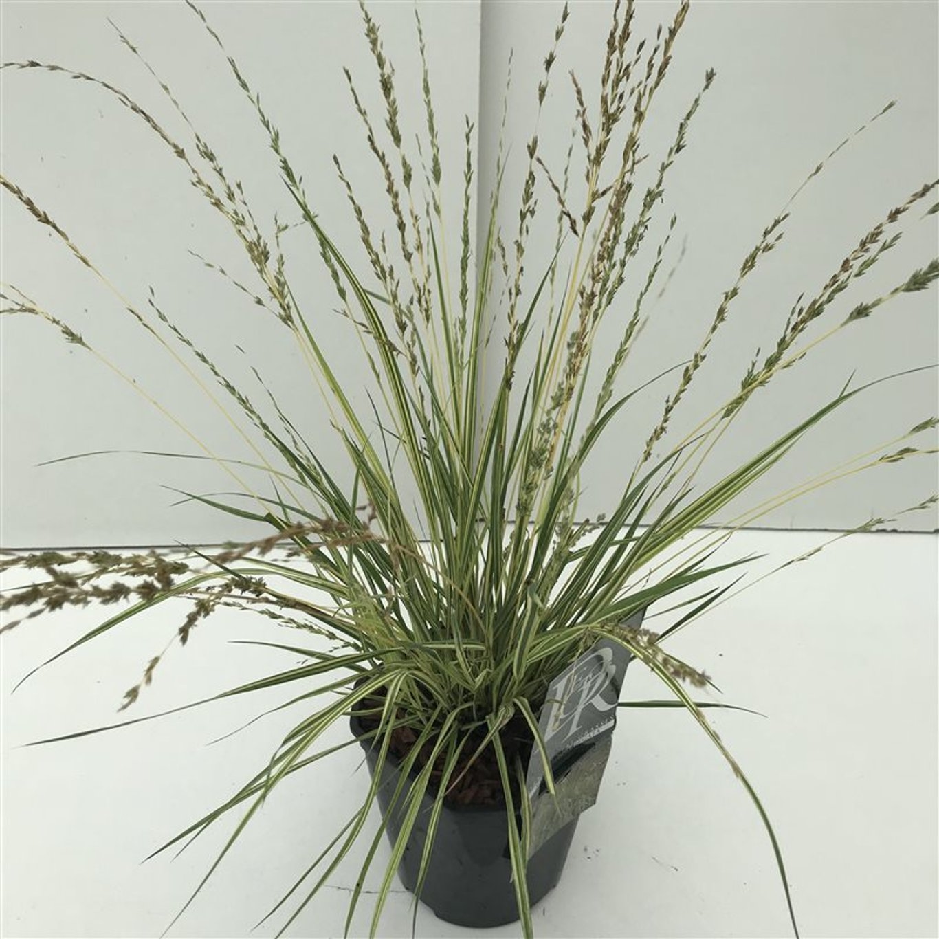 Blåtåtel – Molinia caerulea 'Variegata' - C2