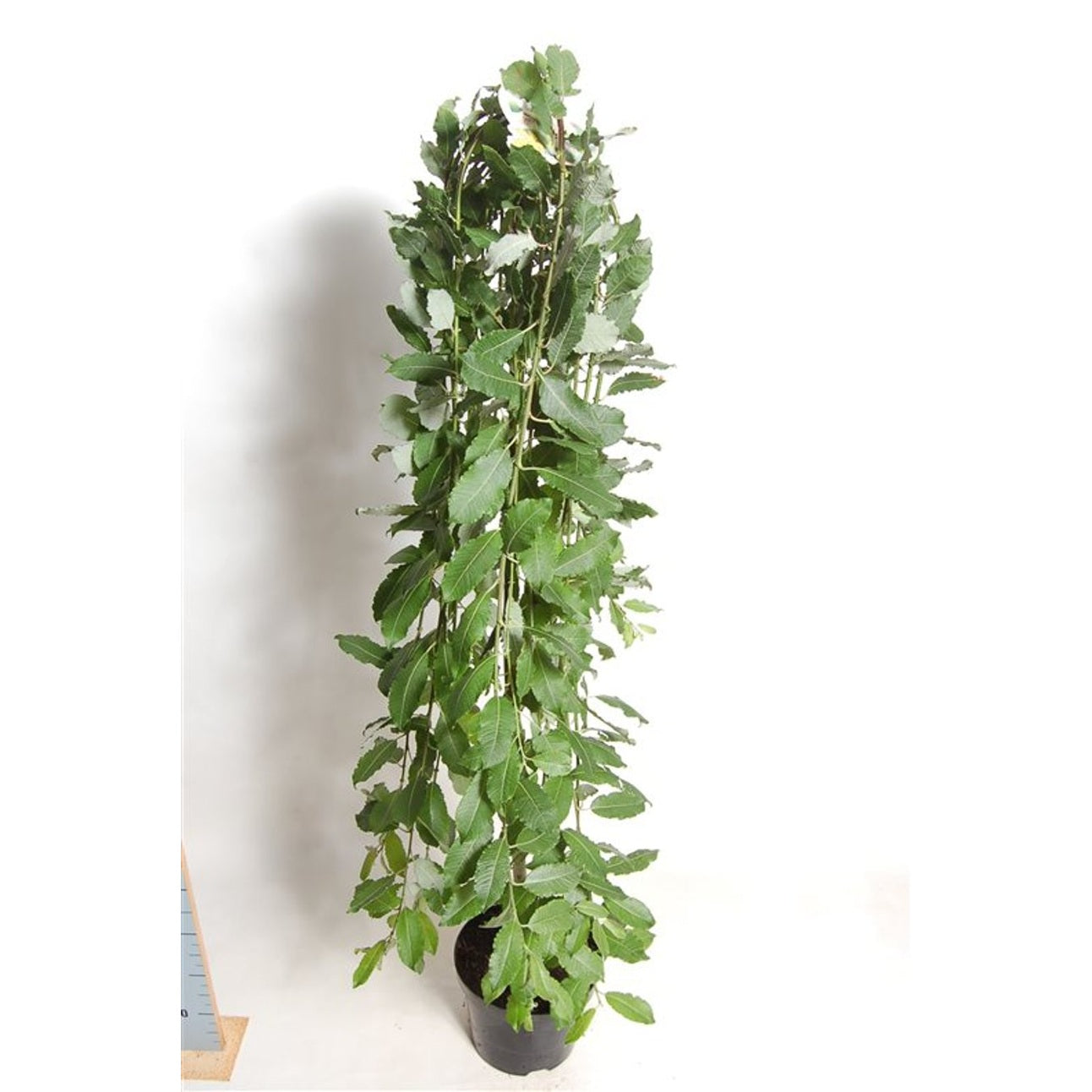 Hängsälg – Salix caprea 'Kilmarnock' - 120 CM Stem C7.5