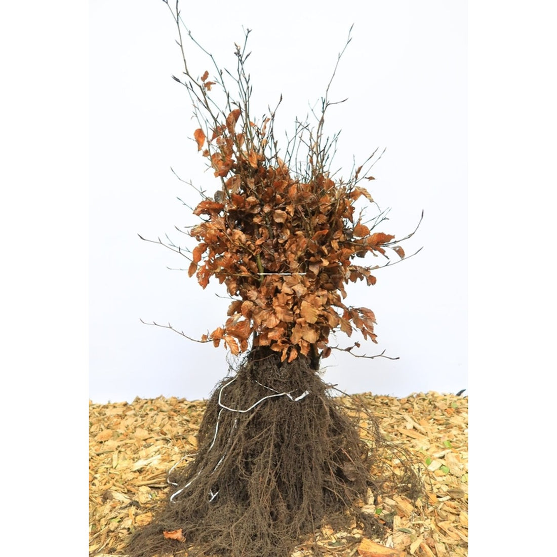 Blodbok – Fagus sylvatica - 30-50 CM barrot 1/2