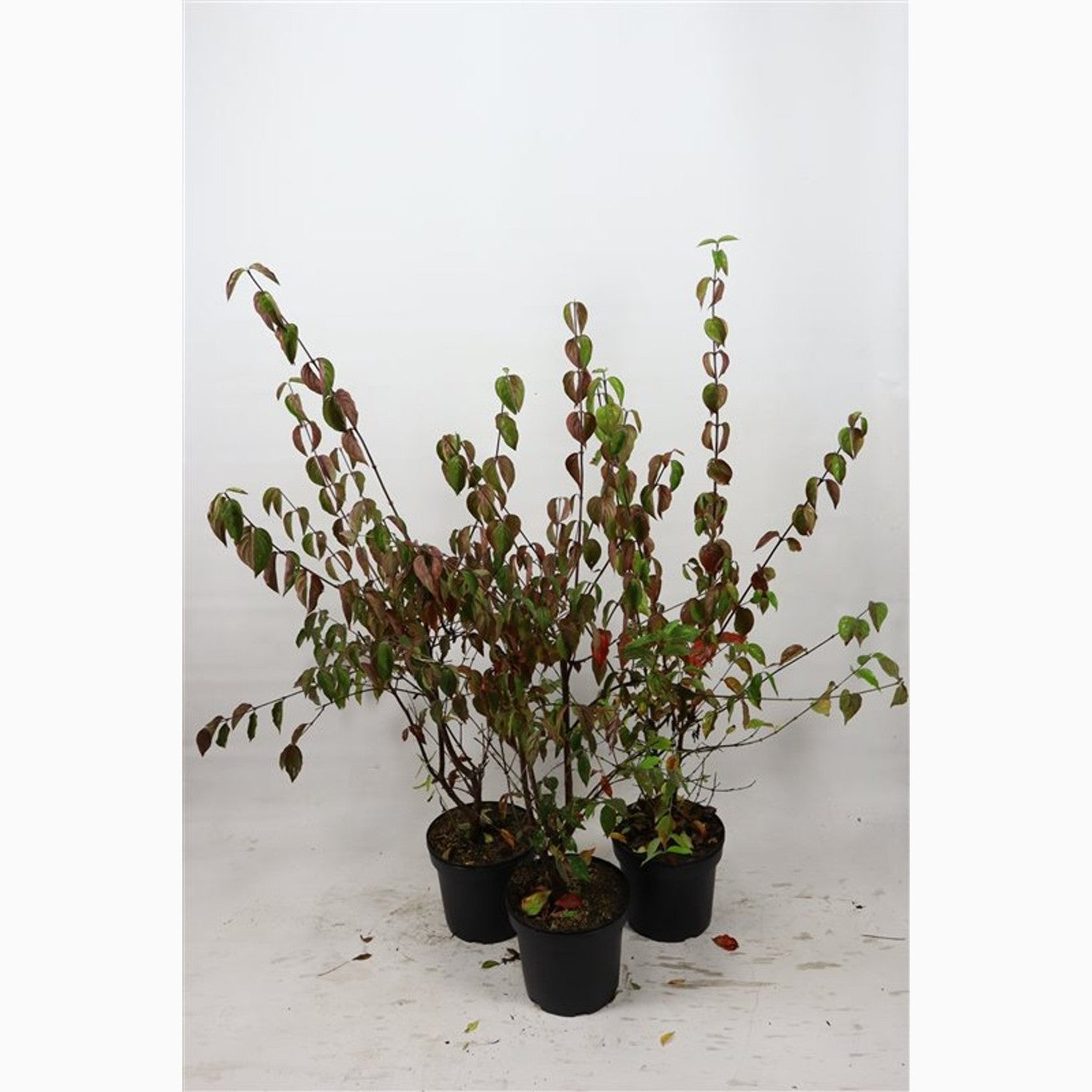 Körsbärskornell – Cornus mas - C7.5 80-100 CM