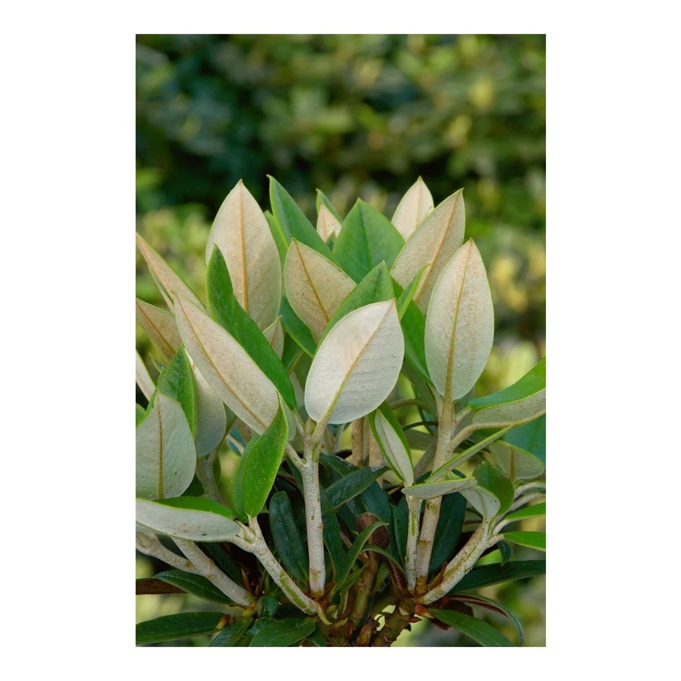 Rhododendron – Rhododendron taliense 'Honigduft' - C5 30-40 CM