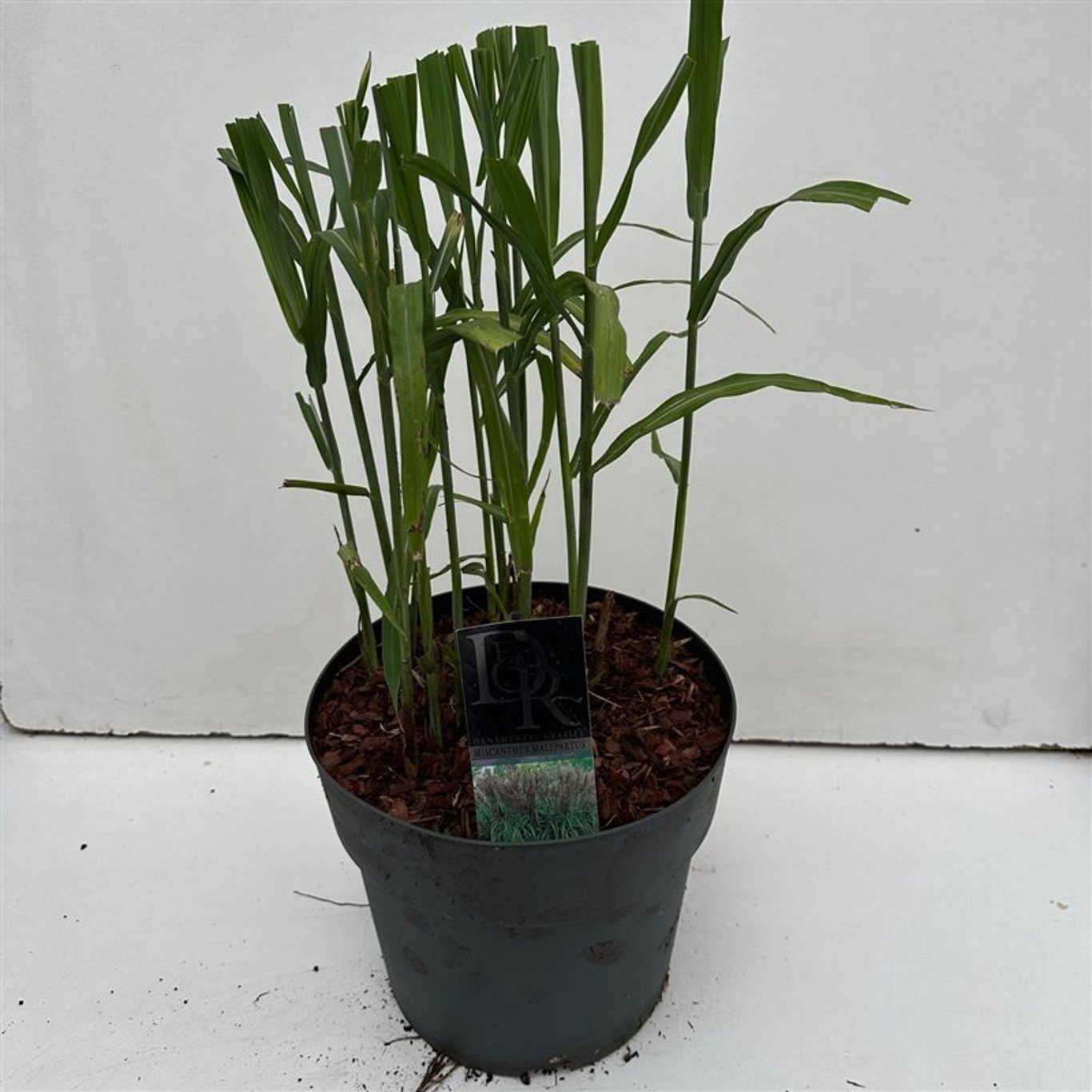 Glansmiskantus – Miscanthus sinensis 'Malepartus' - C10