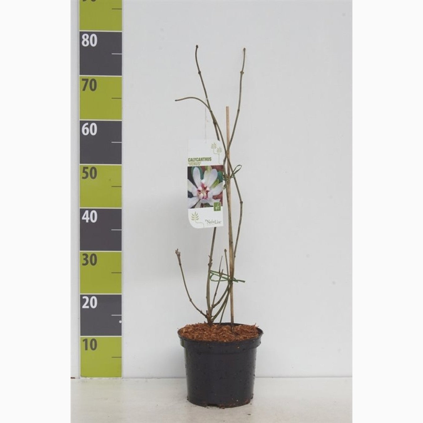 Kryddbuske – Calycanthus 'Venus' - C3 40-60 CM