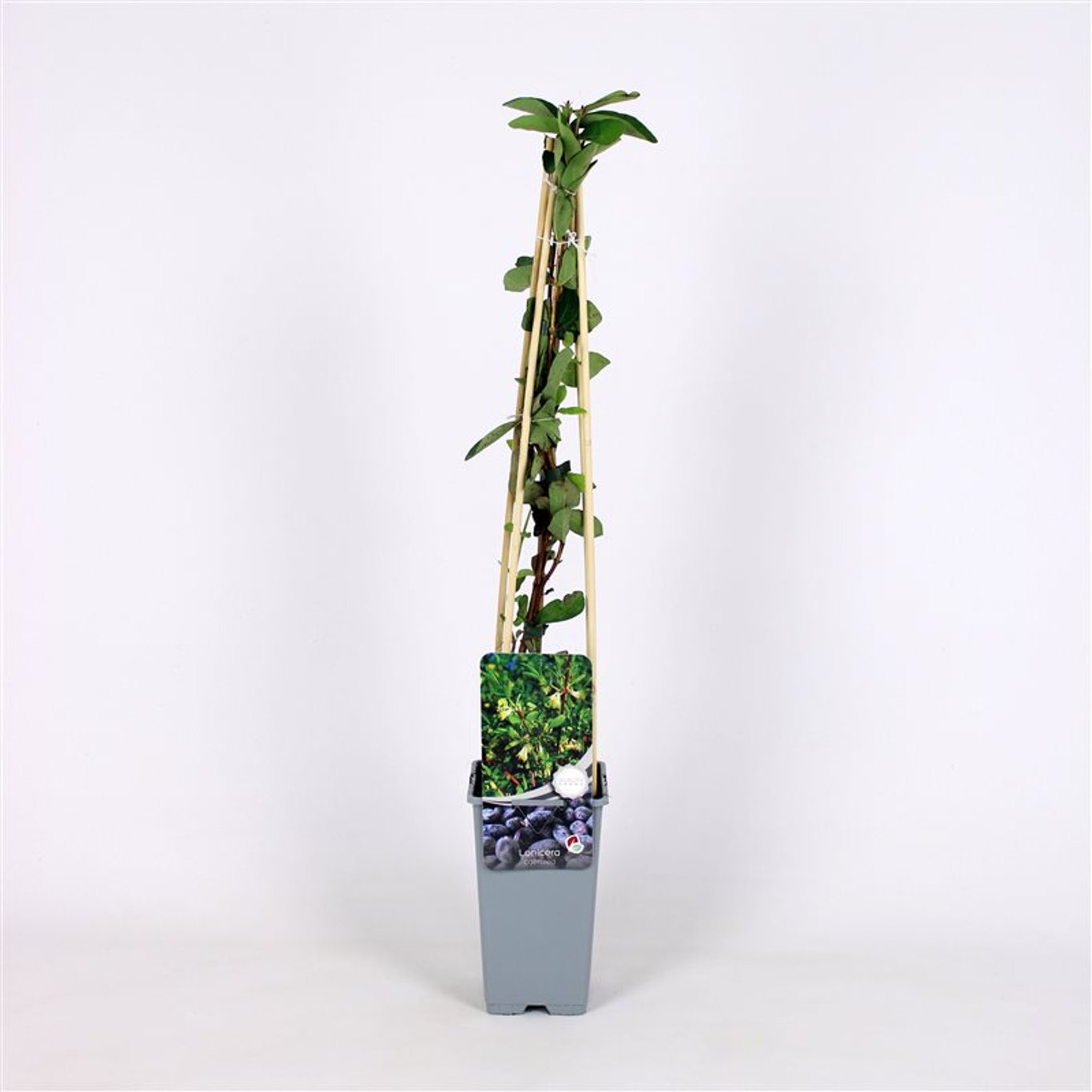 Blåbärstry – Lonicera caerulea - C2 70/+ CM