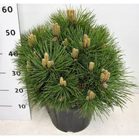 Svarttall – Pinus nigra 'Nana' - C13 30-40 cm.