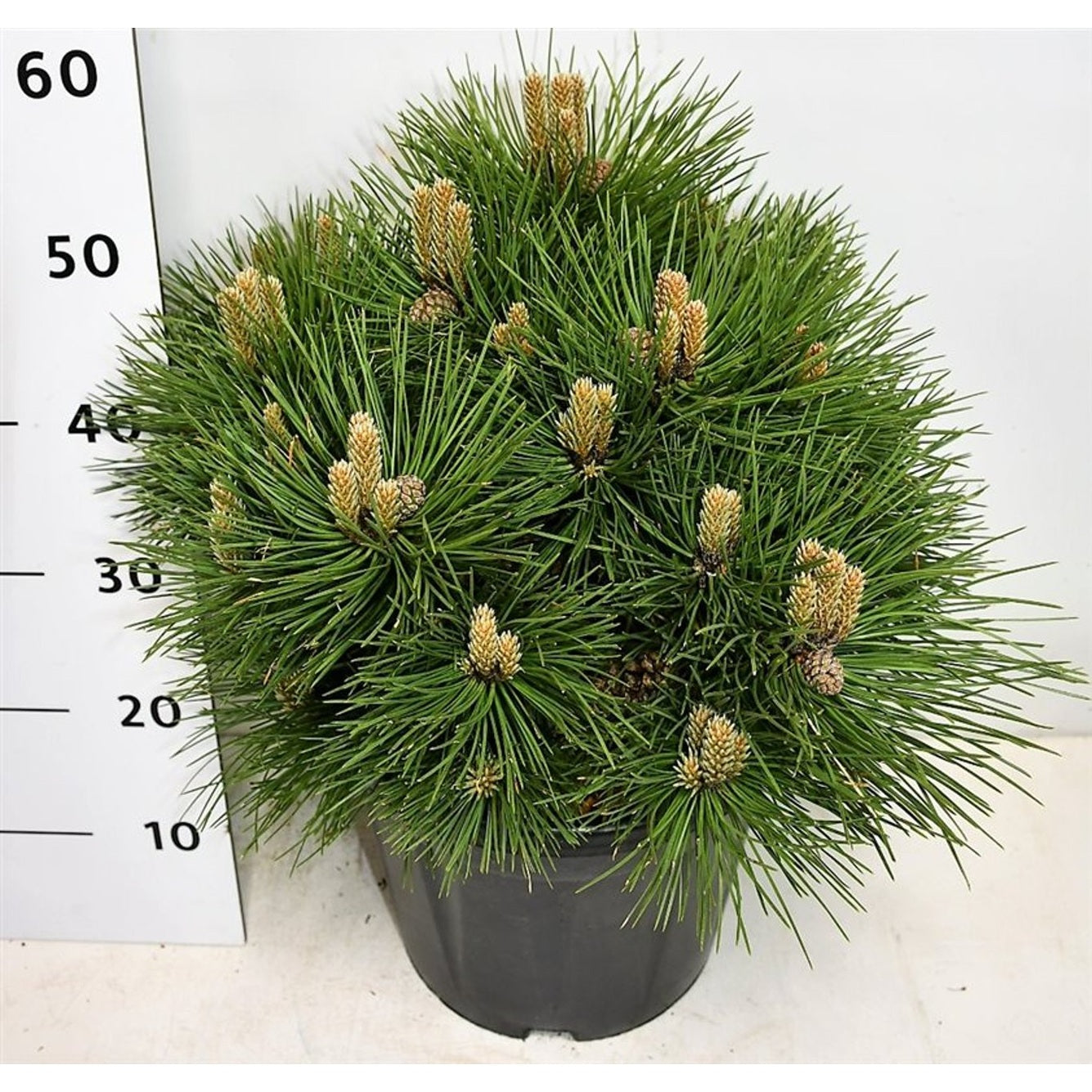 Svarttall – Pinus nigra 'Nana' - C13 30-40 cm.