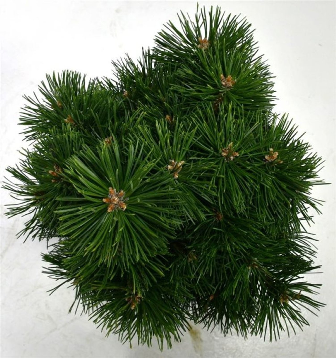 Bergtall – Pinus mugo &