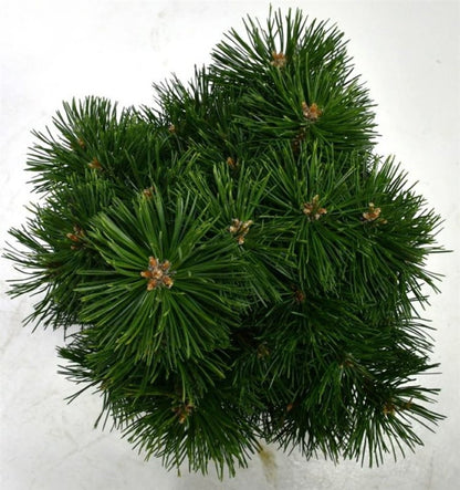 Bergtall – Pinus mugo &