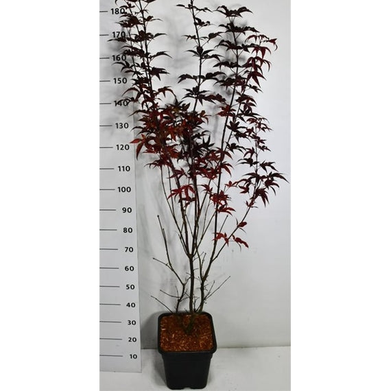Japansk lönn – Acer palmatum 'Twombly's Red Sentinel' - C15 125-150 cm.