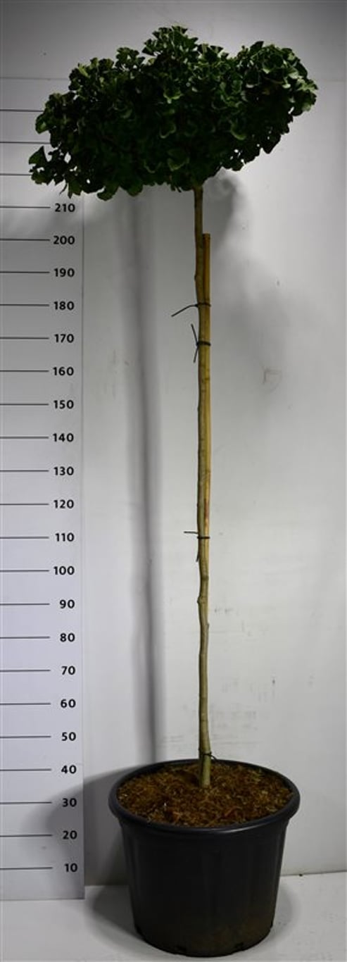 Tempelträd – Ginkgo biloba &