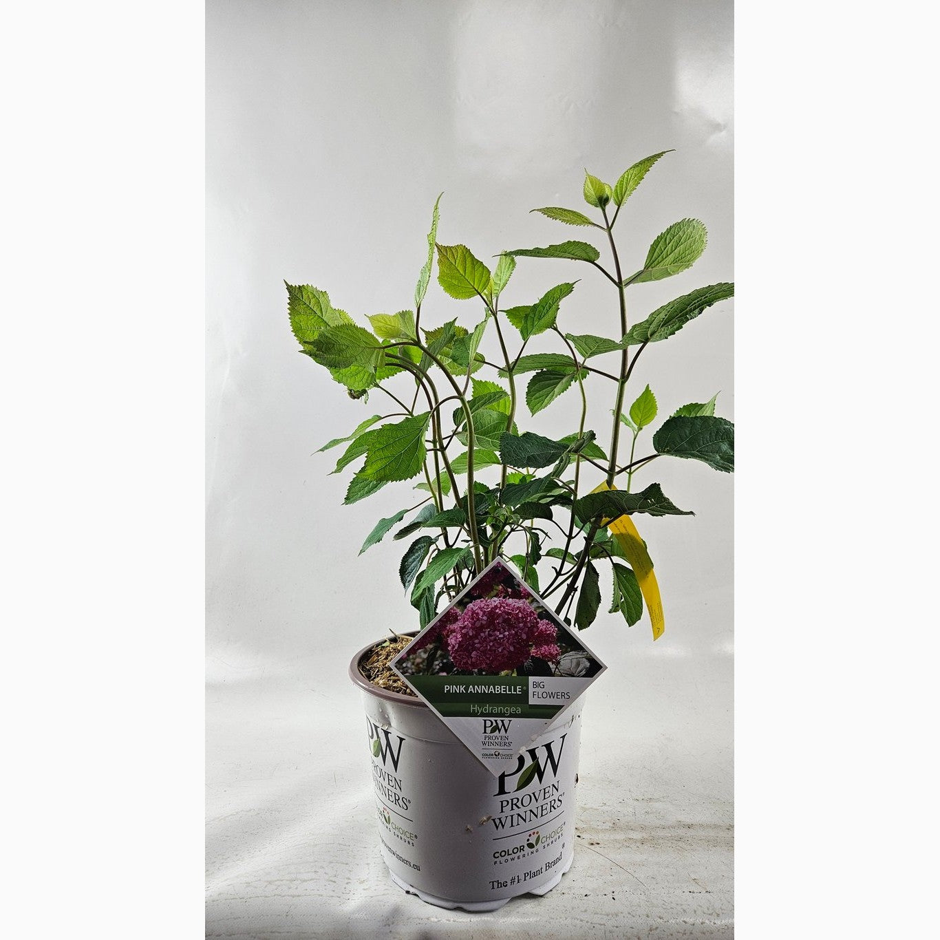 Klätterhortensia – Hydrangea petiolaris - C5 40-60 CM