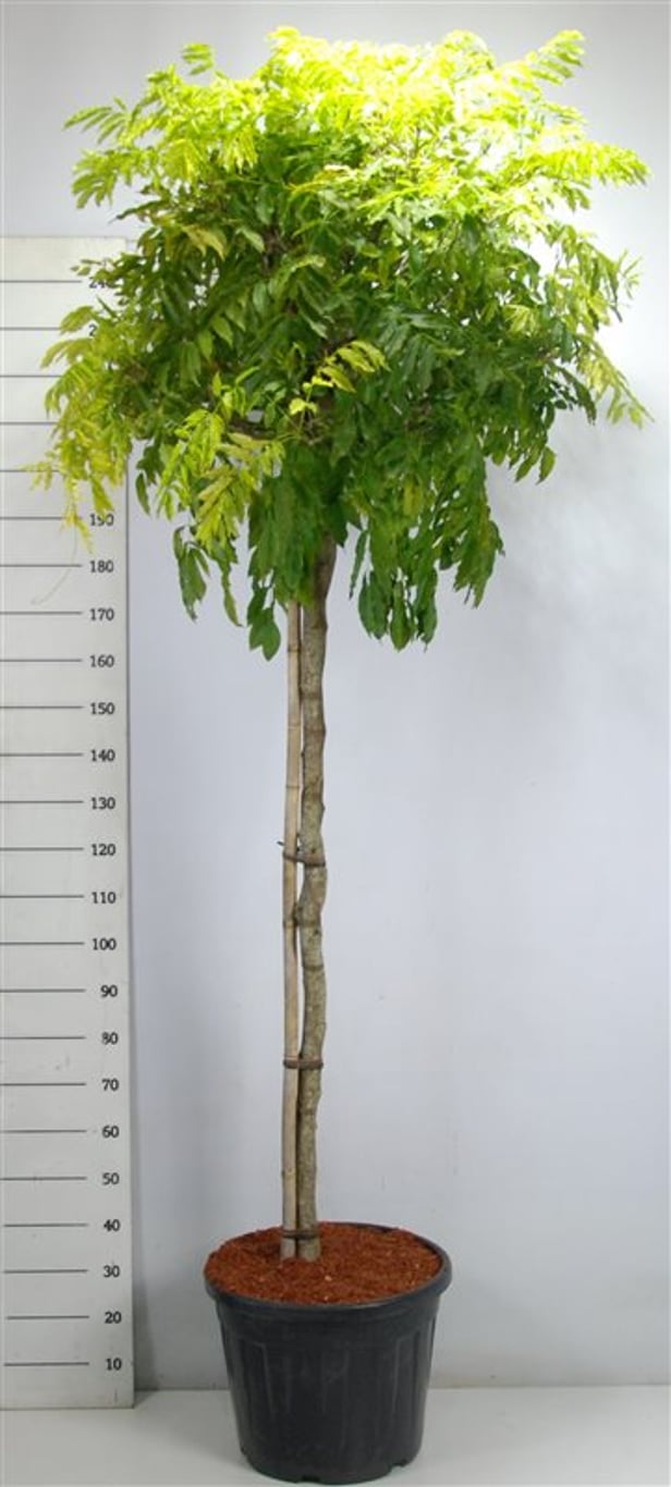 Kinesiskt blåregn – Wisteria formosa &