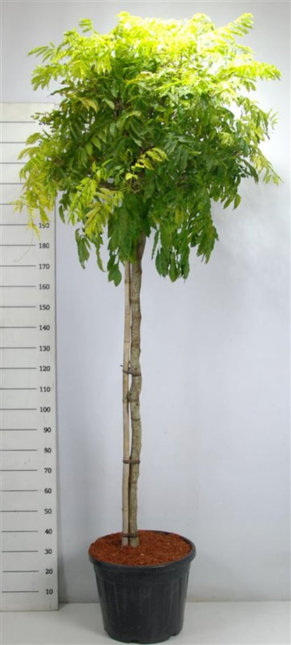 Kinesiskt blåregn – Wisteria formosa &
