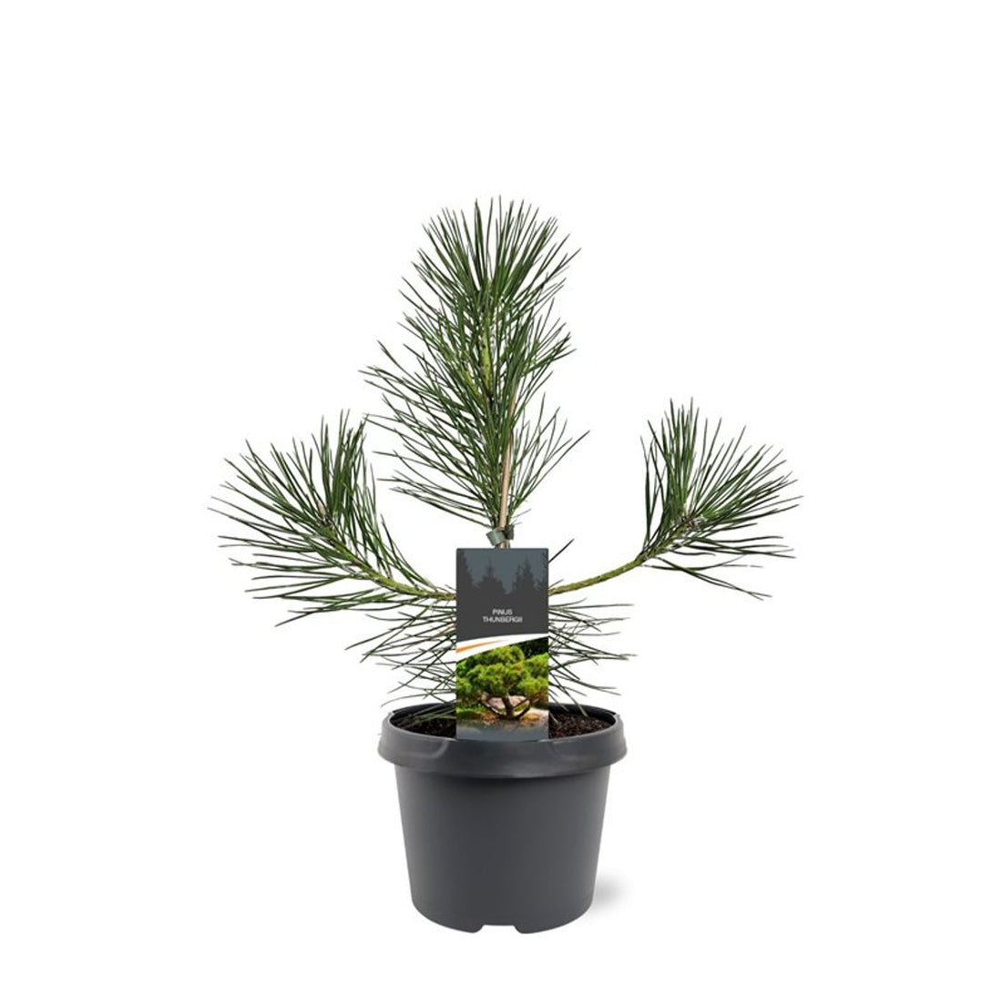 Japansk svarttall – Pinus thunbergii - C3 30-40 CM