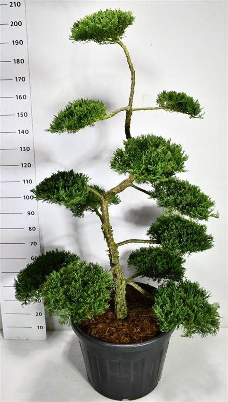 Savin-en – Juniperus sabina &
