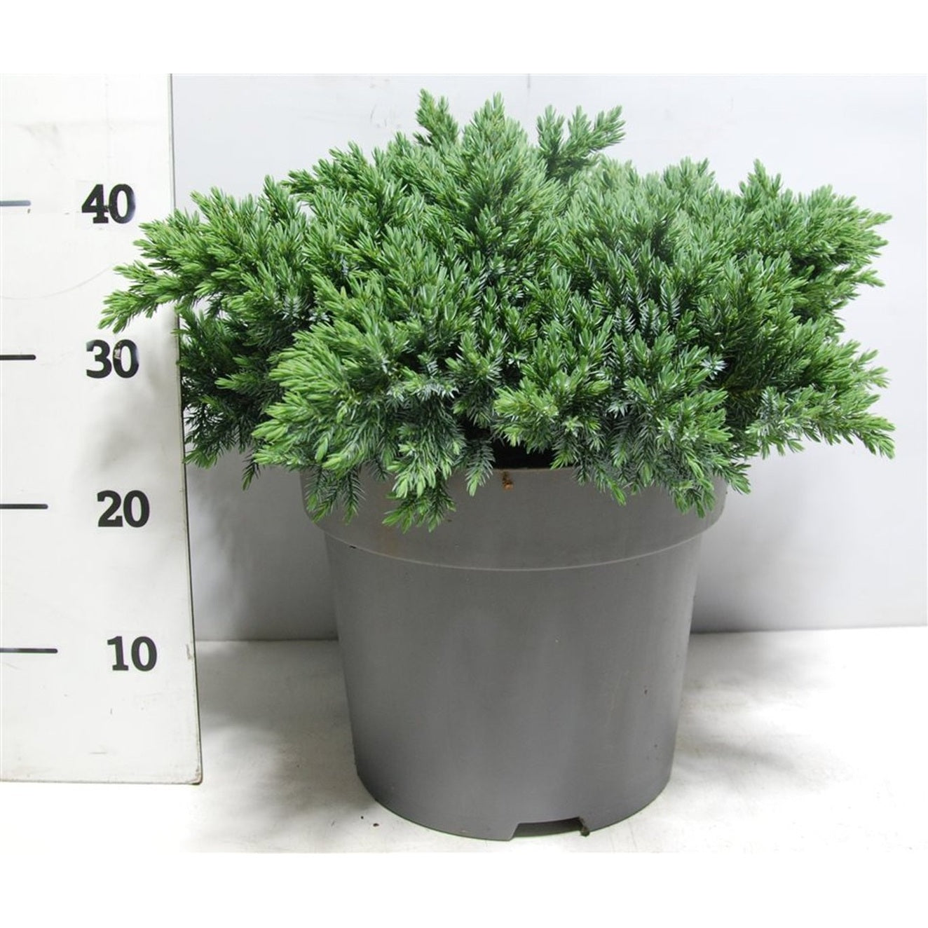 Fjäll-en – Juniperus squamata 'Blue Star' - C12 40-50 CM