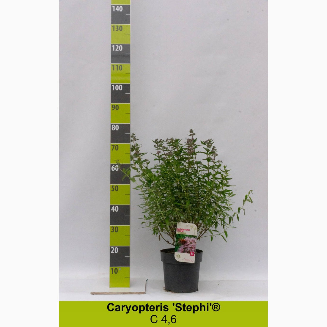 Blåspirea – Caryopteris clandonensis &