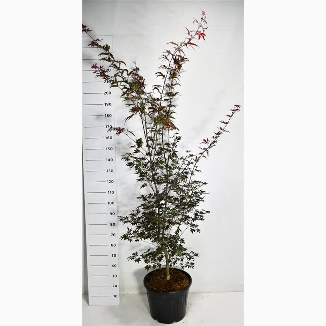 Japansk lönn – Acer pal. 'Black Lace' - C35 175-200 CM