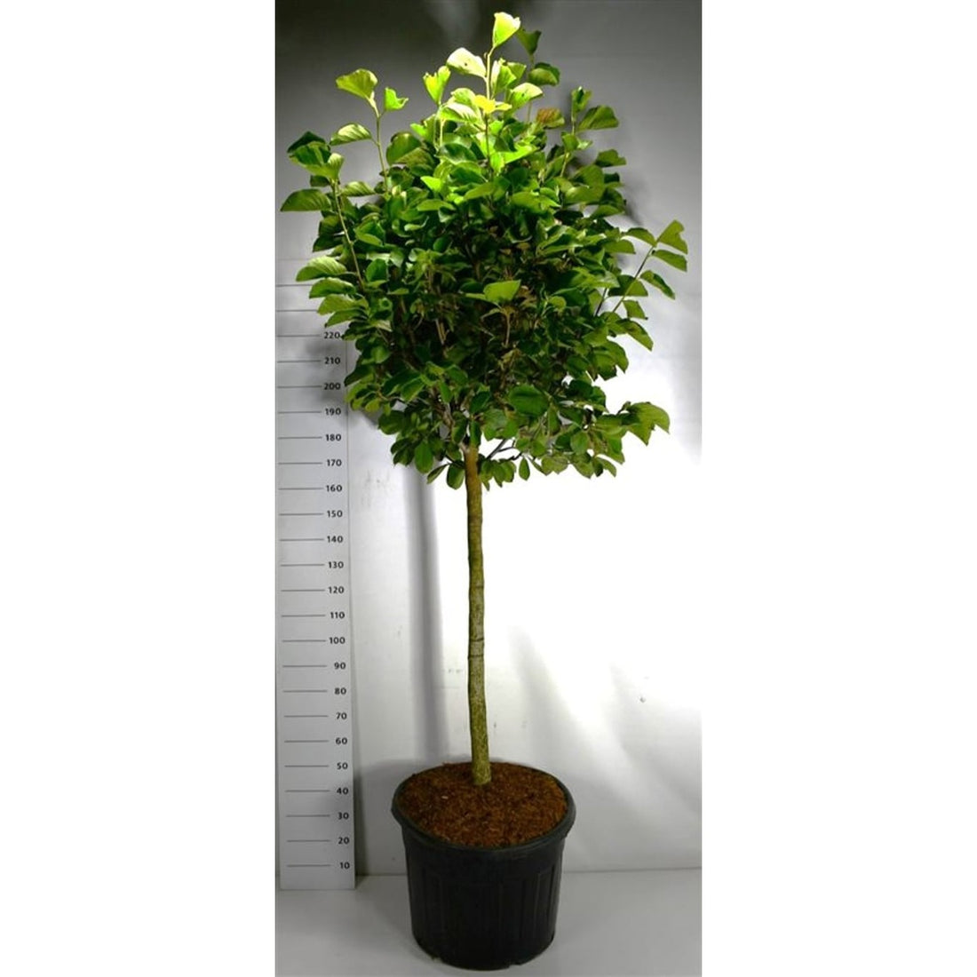 Magnolia – Magnolia &