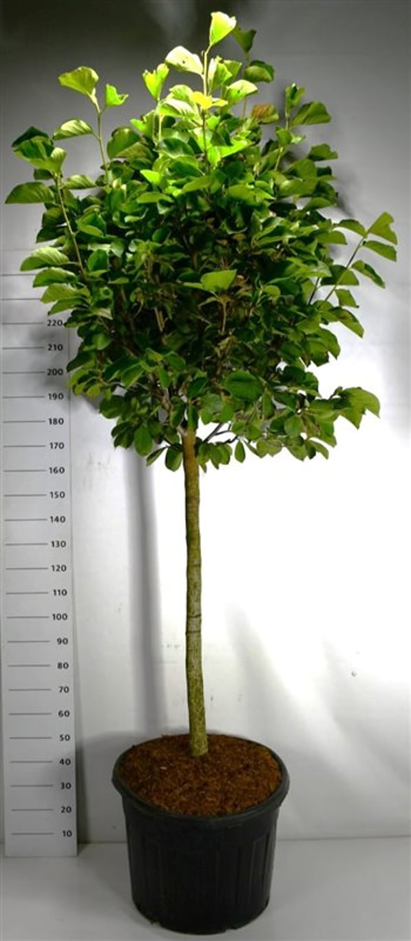 Magnolia – Magnolia 'Dendata Yulan' - C130 120 cm. Stam