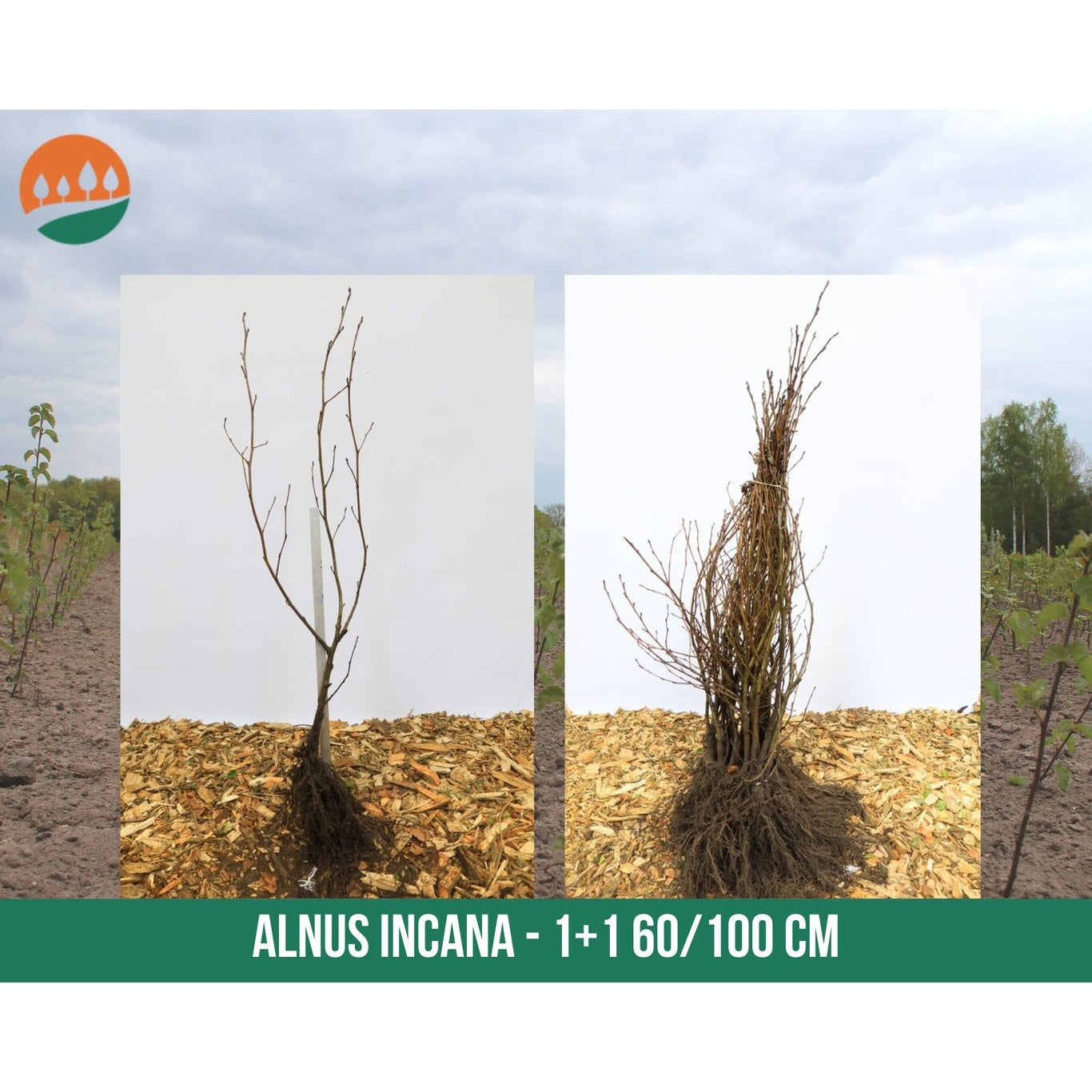 Gråal – Alnus incana - 60-100 CM bare root 1/1