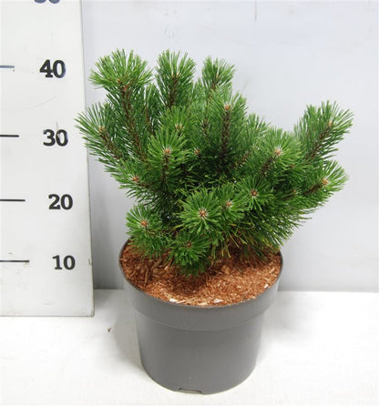 Bergtall – Pinus mugo &