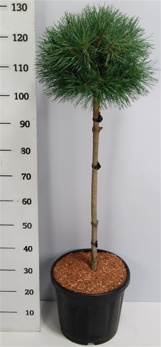 Tall – Pinus sylvestris &