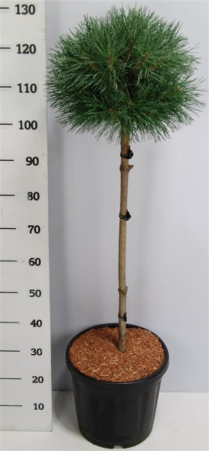 Tall – Pinus sylvestris &