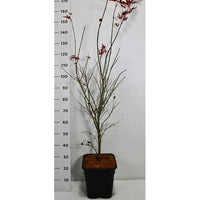 Japansk lönn – Acer palmatum 'Atropurpureum' - C15 125-150 cm.
