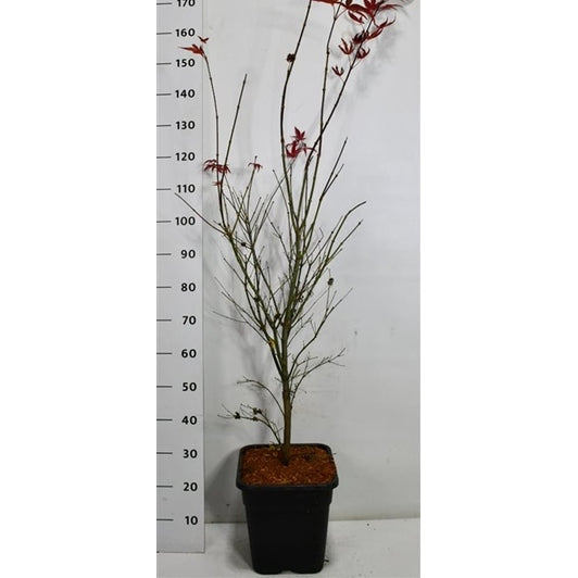 Japansk lönn – Acer palmatum 'Atropurpureum' - C15 125-150 cm.