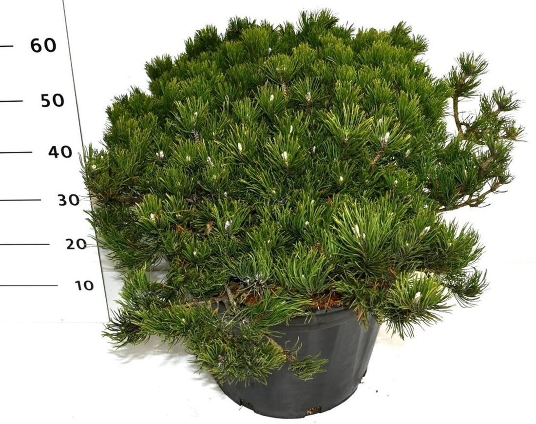 Bergtall – Pinus mugo pumilio - C35 60-70 cm. Levendesteen