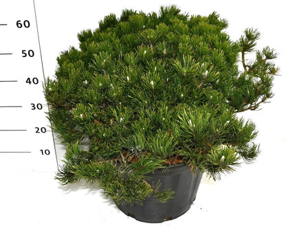 Bergtall – Pinus mugo pumilio - C35 60-70 cm. Levendesteen