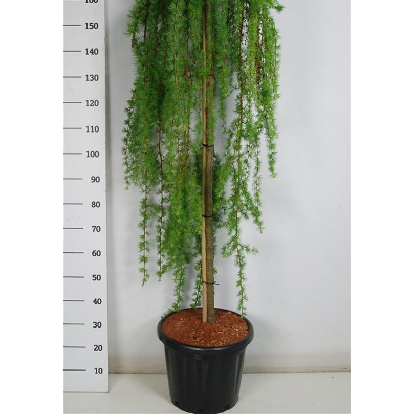 Japansk lärk – Larix kaempferi 'Stiff Weeper' - C25 150 cm. Stam