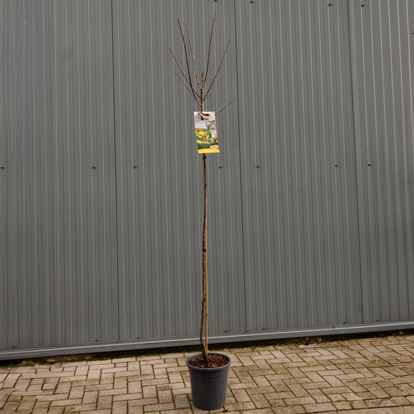 Plommon – Prunus domestica 'Mirabelle de Nancy' - C12 250-275 CM Hoogstam