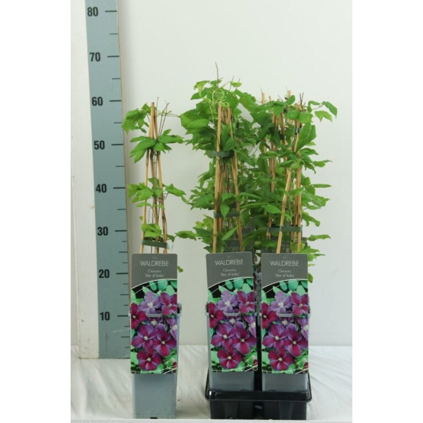 Klematis – Clematis 'Star of India' - C2 50-60 CM 3 Stick