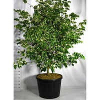 Japansk blomsterkornell – Cornus kousa 'Sternenhimmel' - C180 200-225 cm. Sol